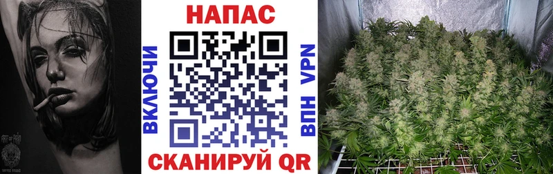 Конопля сатива  хочу   Пятигорск 